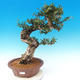 bonsai Room - Olea europaea sylvestris -Oliva Europejski drobnolistá - 1/7