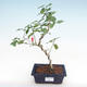 Kryty bonsai - hibiskus drobnokwiatowy PB22094 - 1/2