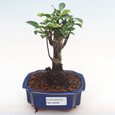 Kryty bonsai - Ficus retusa - ficus mały liść PB2192095 - 1