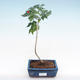 Kryty bonsai - hibiskus drobnokwiatowy PB22095 - 1/2