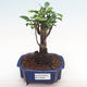 Kryty bonsai - Ficus retusa - ficus mały liść PB2192095 - 1/2