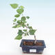 Kryty bonsai - hibiskus drobnokwiatowy PB22096 - 1/2