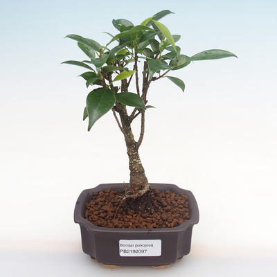 Kryty bonsai - Ficus retusa - ficus mały liść PB2192097 - 1
