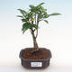 Kryty bonsai - Ficus retusa - ficus mały liść PB2192097 - 1/2