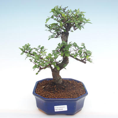 Kryty bonsai - Ulmus parvifolia - Wiąz mały liść PB2192099 - 1