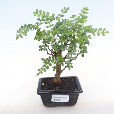 Kryty bonsai - Zantoxylum piperitum - drzewo pieprzowe PB220099 - 1