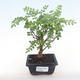 Kryty bonsai - Zantoxylum piperitum - drzewo pieprzowe PB220099 - 1/5