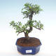 Kryty bonsai - Ulmus parvifolia - Wiąz mały liść PB2192099 - 1/3