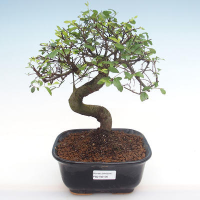 Kryty bonsai - Ulmus parvifolia - Wiąz mały liść PB2192100 - 1