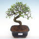 Kryty bonsai - Ulmus parvifolia - Wiąz mały liść PB2192100 - 1/3