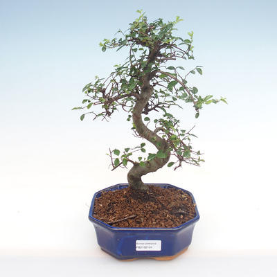 Kryty bonsai - Ulmus parvifolia - Wiąz mały liść PB2192101 - 1