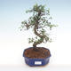Kryty bonsai - Ulmus parvifolia - Wiąz mały liść PB2192101 - 1/3