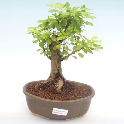 Kryty bonsai - Duranta erecta Aurea PB2192104 - 1