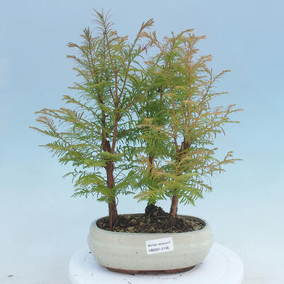 Outdoor bonsai -Metasequoi - Chińska metasekwoja GLOSSY - 1