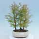 Outdoor bonsai -Metasequoi - Chińska metasekwoja GLOSSY - 1/3