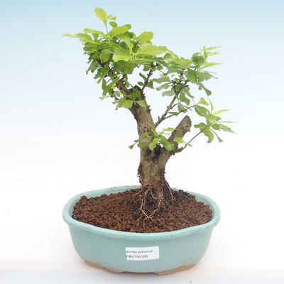 Kryty bonsai - Duranta erecta Aurea PB2192106 - 1