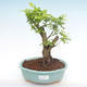 Kryty bonsai - Duranta erecta Aurea PB2192106 - 1/3