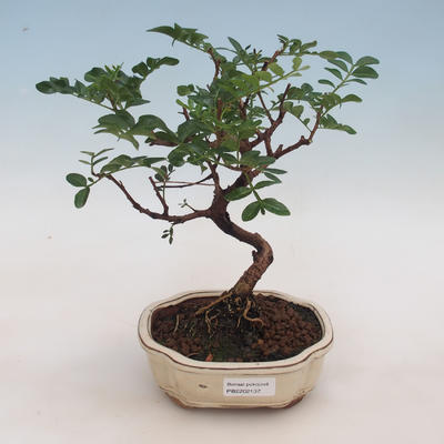 Kryty bonsai-pistacje - 1