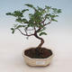 Kryty bonsai-pistacje - 1/3