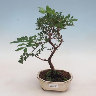 Kryty bonsai-pistacje - 1