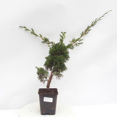 Bonsai zewnętrzne - Juniperus chinensis Kishu - jałowiec chiński