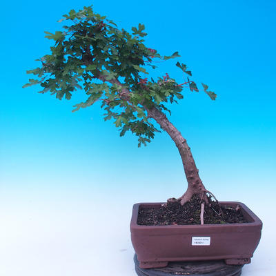 Outdoor bonsai -Javor babyka - Acer campestre - 1