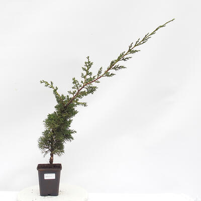 Bonsai zewnętrzne - Juniperus chinensis Kishu - jałowiec chiński