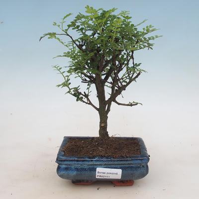 Kryty bonsai - Zantoxylum piperitum - Mięta pieprzowa - 1