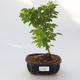 bonsai Room - Duranta erecta Aurea - 1/3