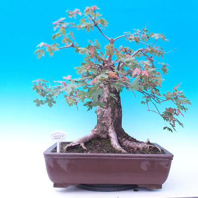 Outdoor bonsai -Javor babyka - Acer campestre - 1