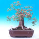 Outdoor bonsai -Javor babyka - Acer campestre - 1/6