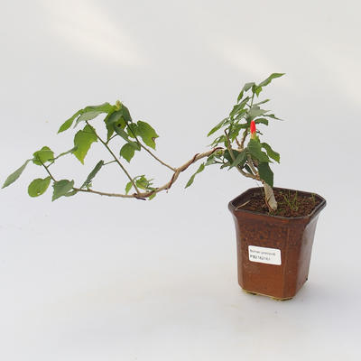 Room bonsai - Hibiscus - hibiskus o małych kwiatach - 1