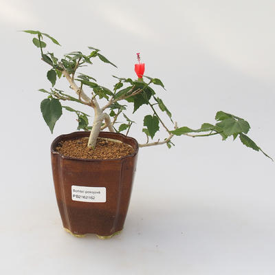 Room bonsai - Hibiscus - hibiskus o małych kwiatach - 1