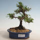 Outdoor bonsai - Juniperus chinensis Itoigawa-jałowiec chiński - 1/2