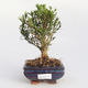 bonsai Room - Buxus harlandii - 1/4