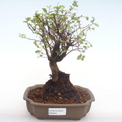 Kryty bonsai - Sagerécie thea - Sagerécie thea PB2203 - 1