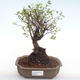 Kryty bonsai - Sagerécie thea - Sagerécie thea PB2203 - 1/4