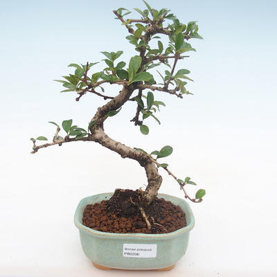 Kryty bonsai - Carmona macrophylla - Tea fuki PB2206 - 1