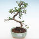 Kryty bonsai - Carmona macrophylla - Tea fuki PB2206 - 1/5