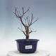 Bonsai outdoor - Maple palmatum DESHOJO - Maple palmate - 1/5