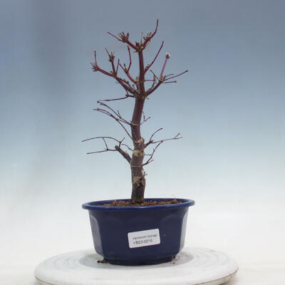 Bonsai outdoor - Maple palmatum DESHOJO - Maple palmate - 1