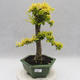 Indoor bonsai -Ligustrum Aurea - dziób ptaka - 1/6