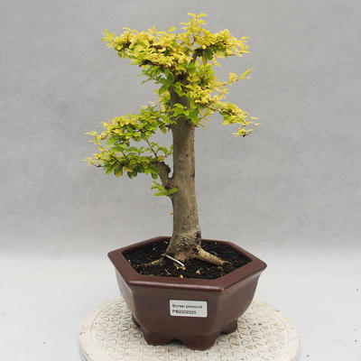 Indoor bonsai -Ligustrum Aurea - dziób ptaka - 1
