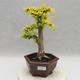 Indoor bonsai -Ligustrum Aurea - dziób ptaka - 1/6