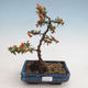 Outdoor bonsai-Pyracanta Teton -Hlohyny - 1/2
