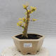 Indoor bonsai -Ligustrum Aurea - dziób ptaka - 1/5
