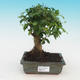 Pokój bonsai -Ligustrum chinensis - ligustr - 1/3