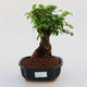 Pokój bonsai -Ligustrum chinensis - Ptasie oko - 1/3