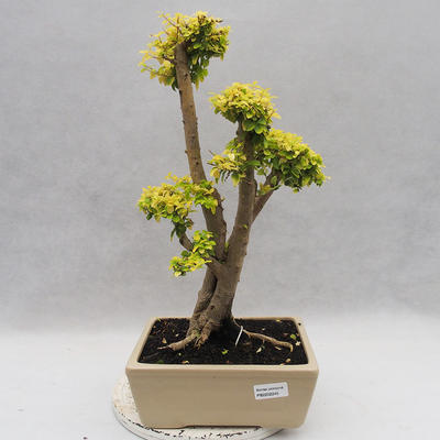 Indoor bonsai -Ligustrum Aurea - dziób ptaka - 1