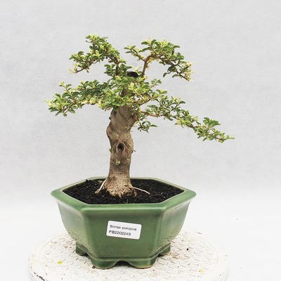 Indoor bonsai -Ligustrum Variegata - dziób ptaka - 1